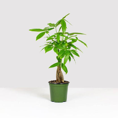 Lively Root - Money Tree Plant