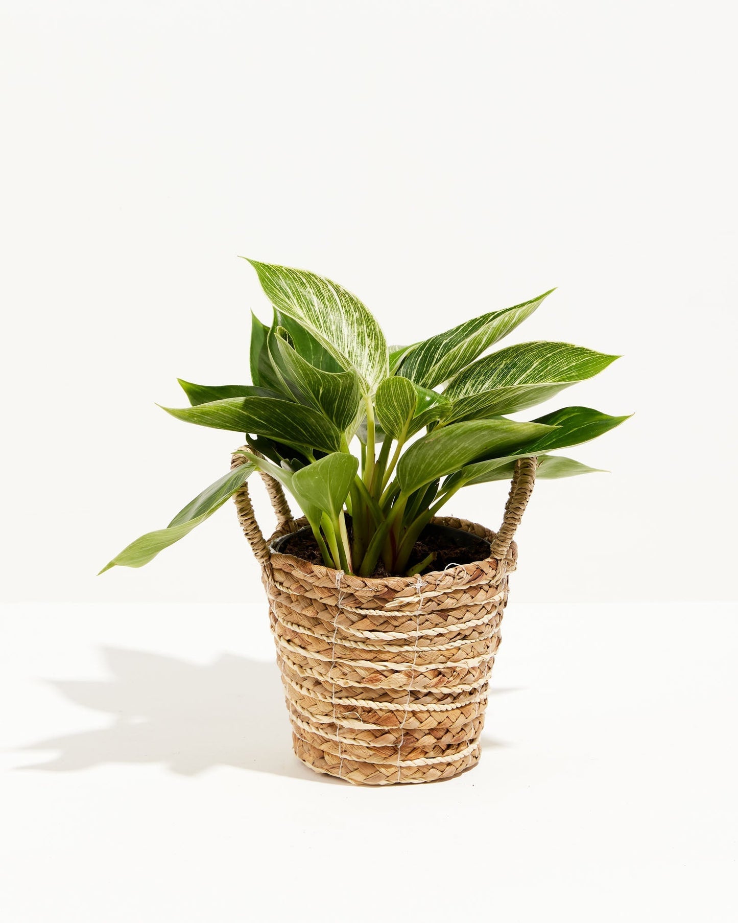 Lively Root - Philodendron Birkin