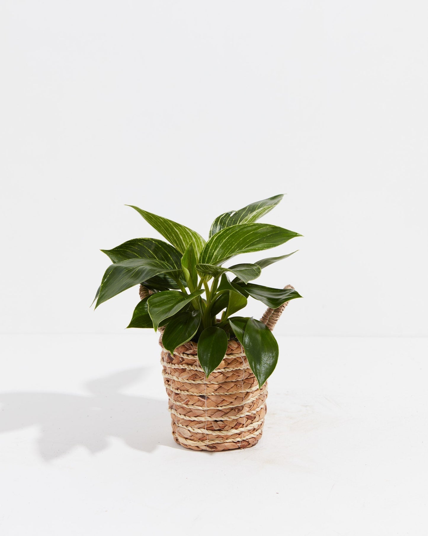 Lively Root - Philodendron Birkin