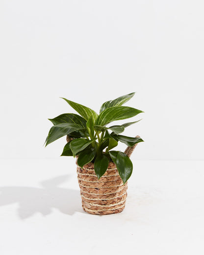 Lively Root - Philodendron Birkin