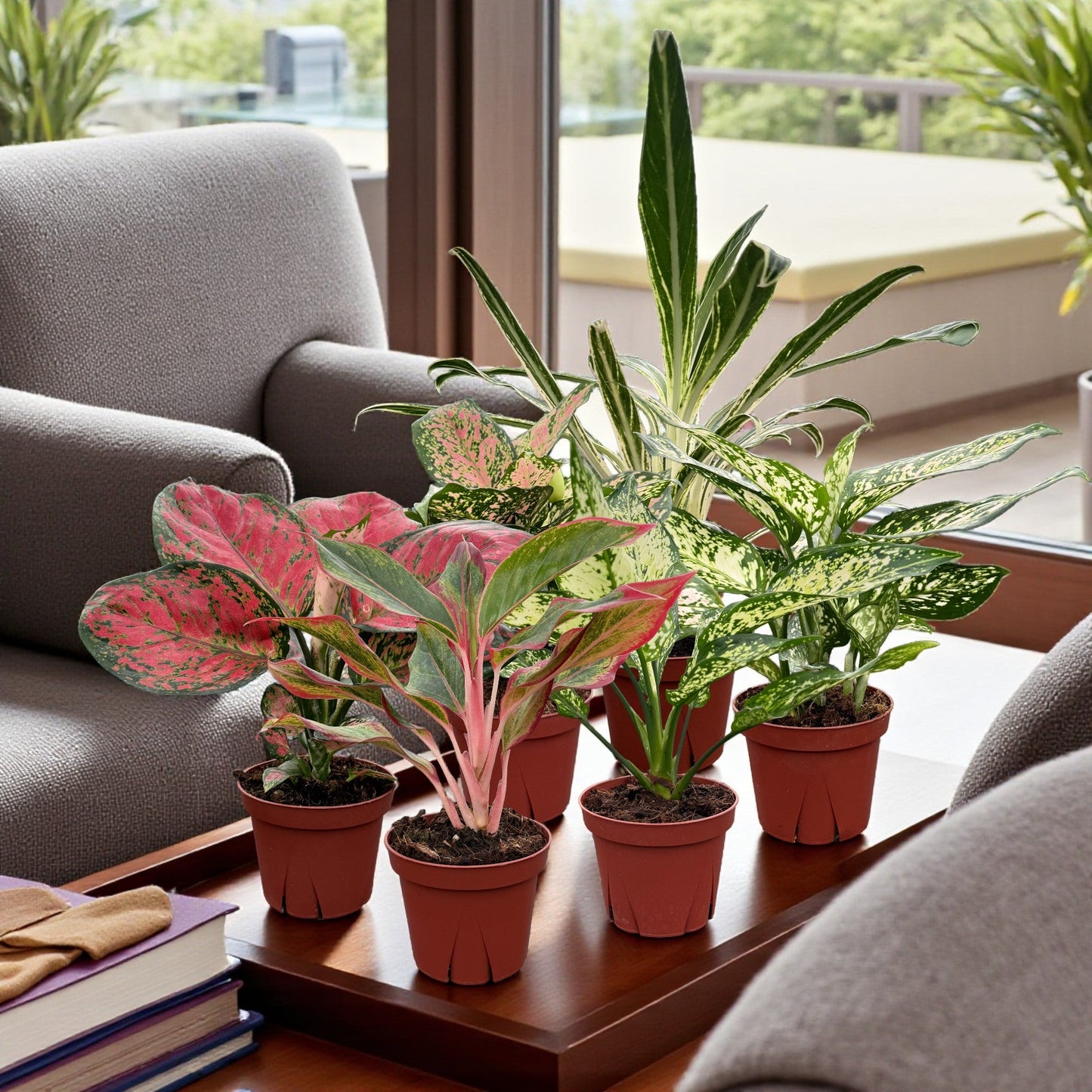 Coolective Plants - Aglaonema Assorted Collection Pack 4" Nursery Pot (Grower's Choice)