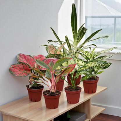 Coolective Plants - Aglaonema Assorted Collection Pack 4" Nursery Pot (Grower's Choice)