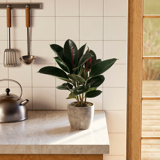 Lively Root - Ficus Elastica - Burgundy Rubber Tree