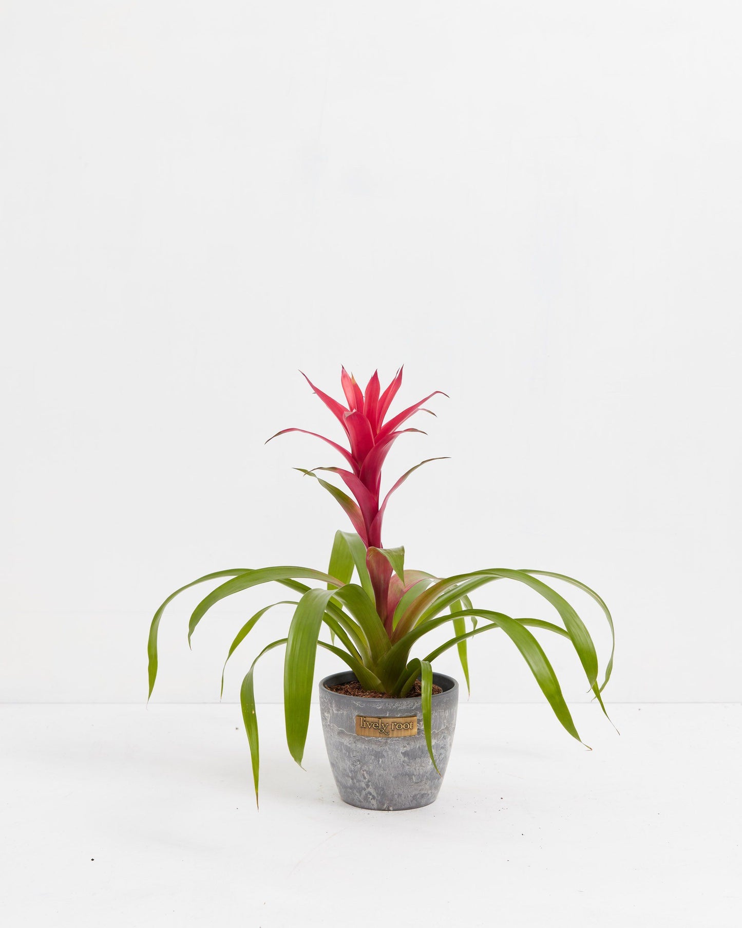 Lively Root - Bromeliad Guzmania