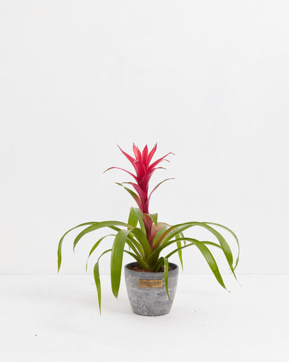 Lively Root - Bromeliad Guzmania