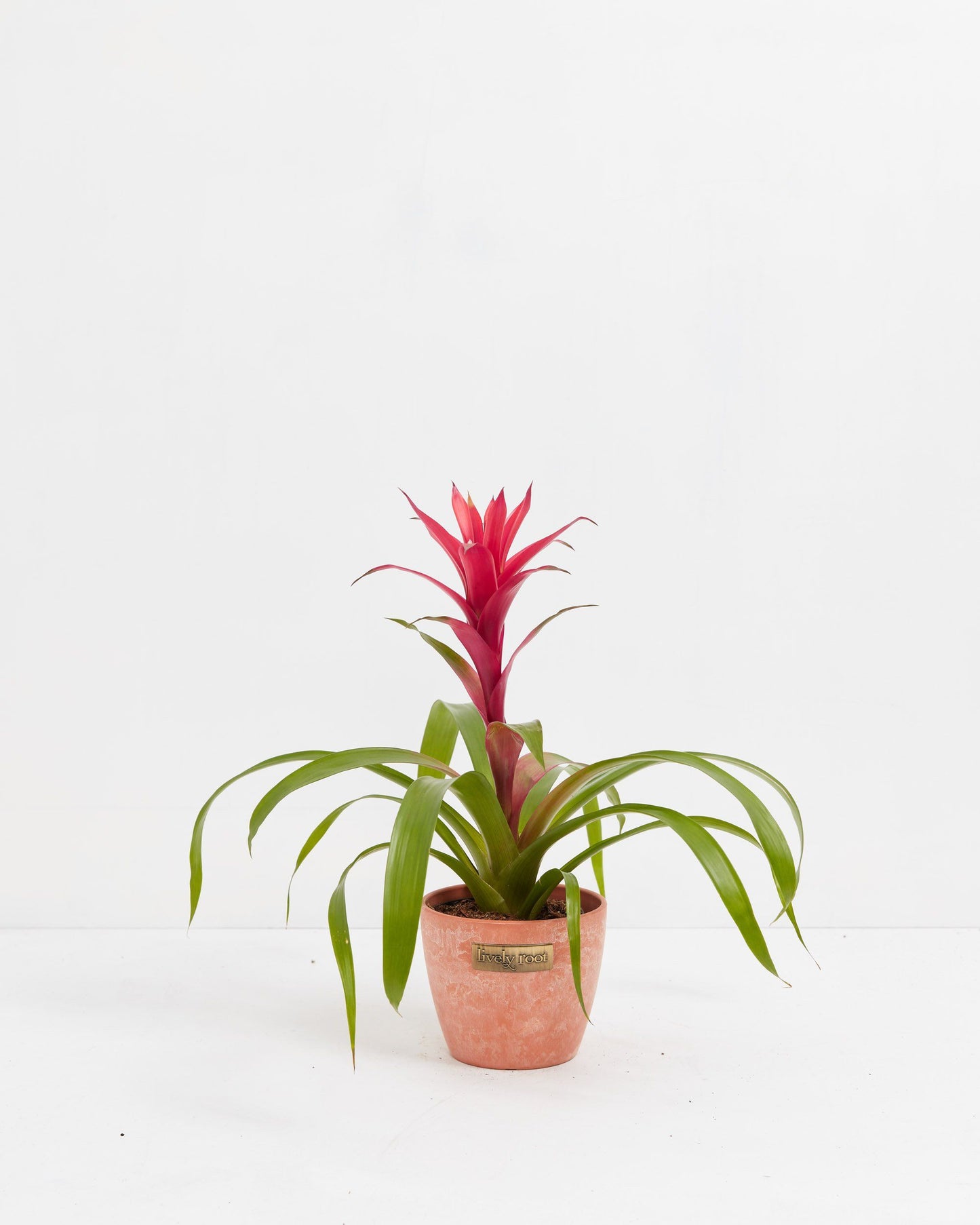 Lively Root - Bromeliad Guzmania