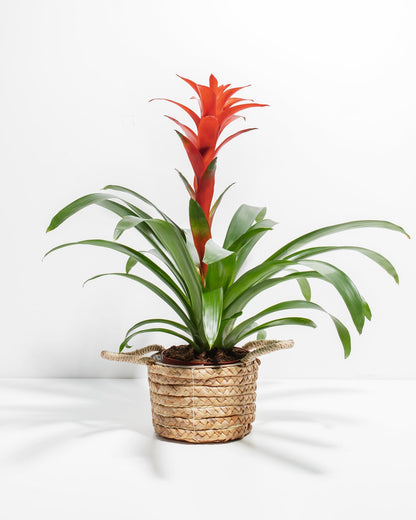 Lively Root - Bromeliad Guzmania