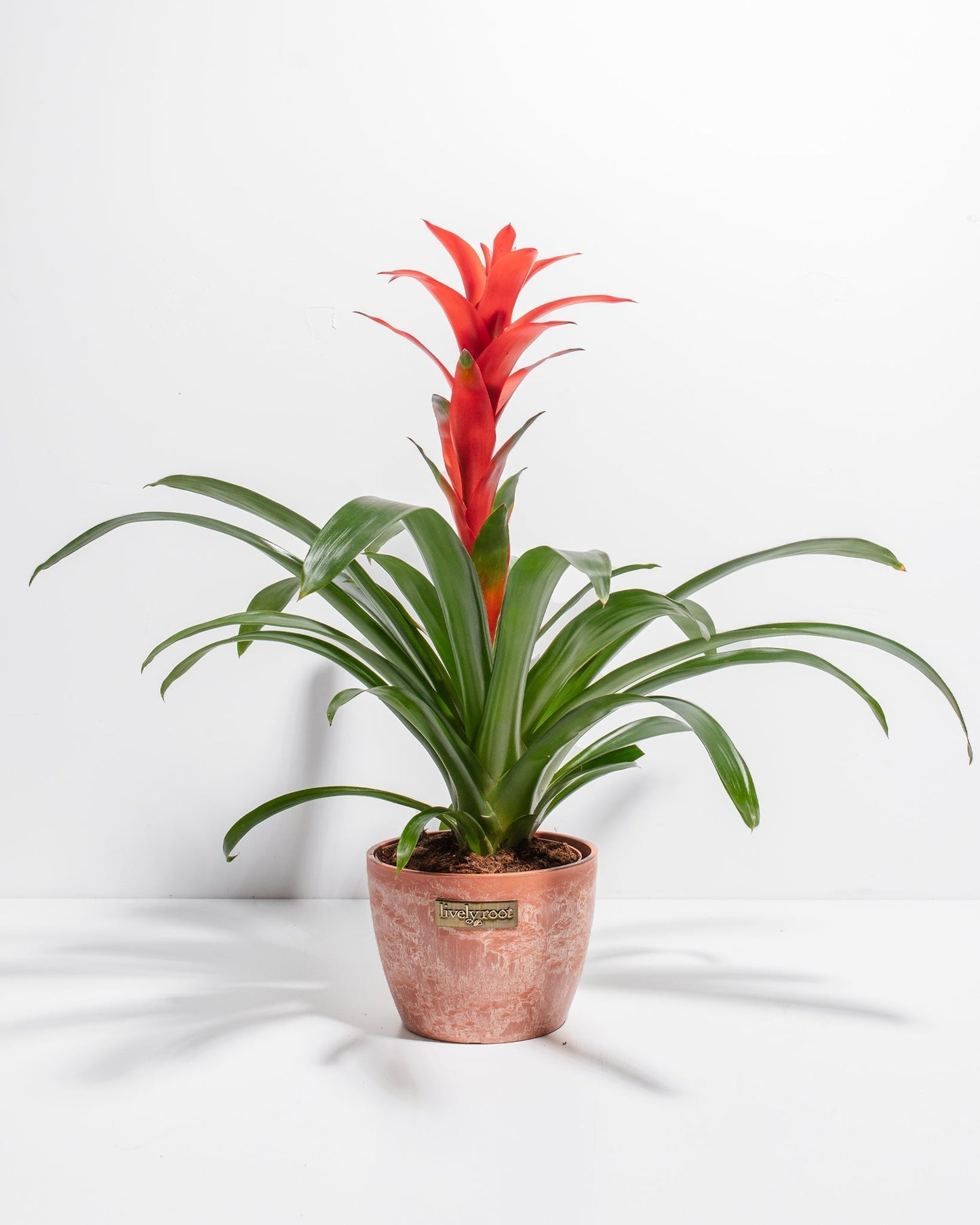 Lively Root - Bromeliad Guzmania