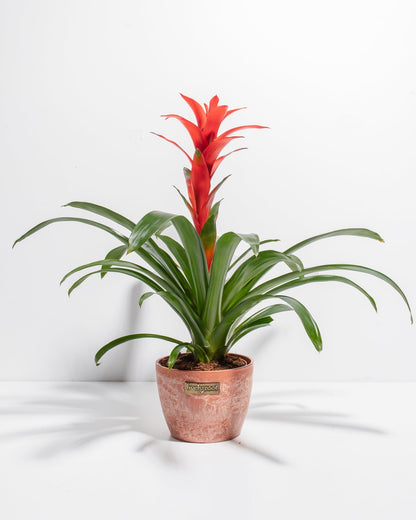 Lively Root - Bromeliad Guzmania
