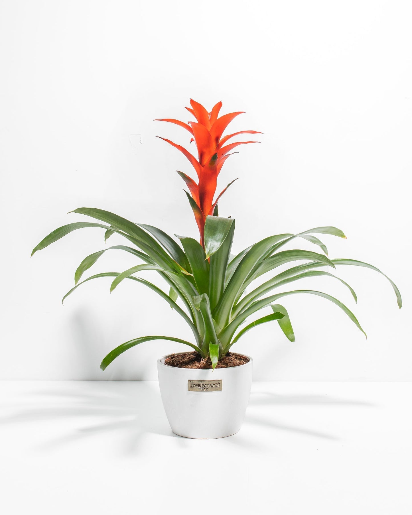 Lively Root - Bromeliad Guzmania