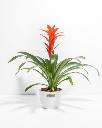 Lively Root - Bromeliad Guzmania