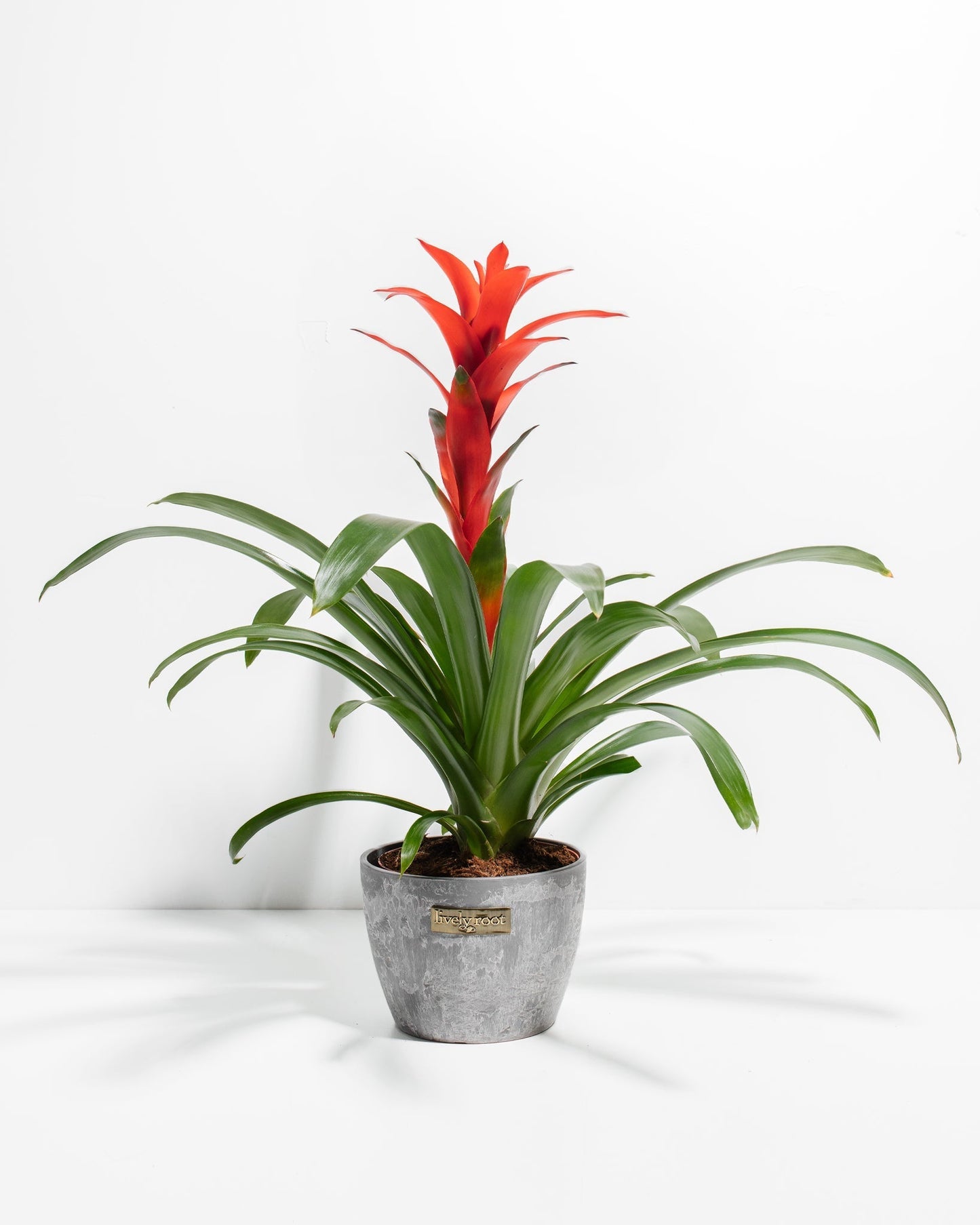 Lively Root - Bromeliad Guzmania