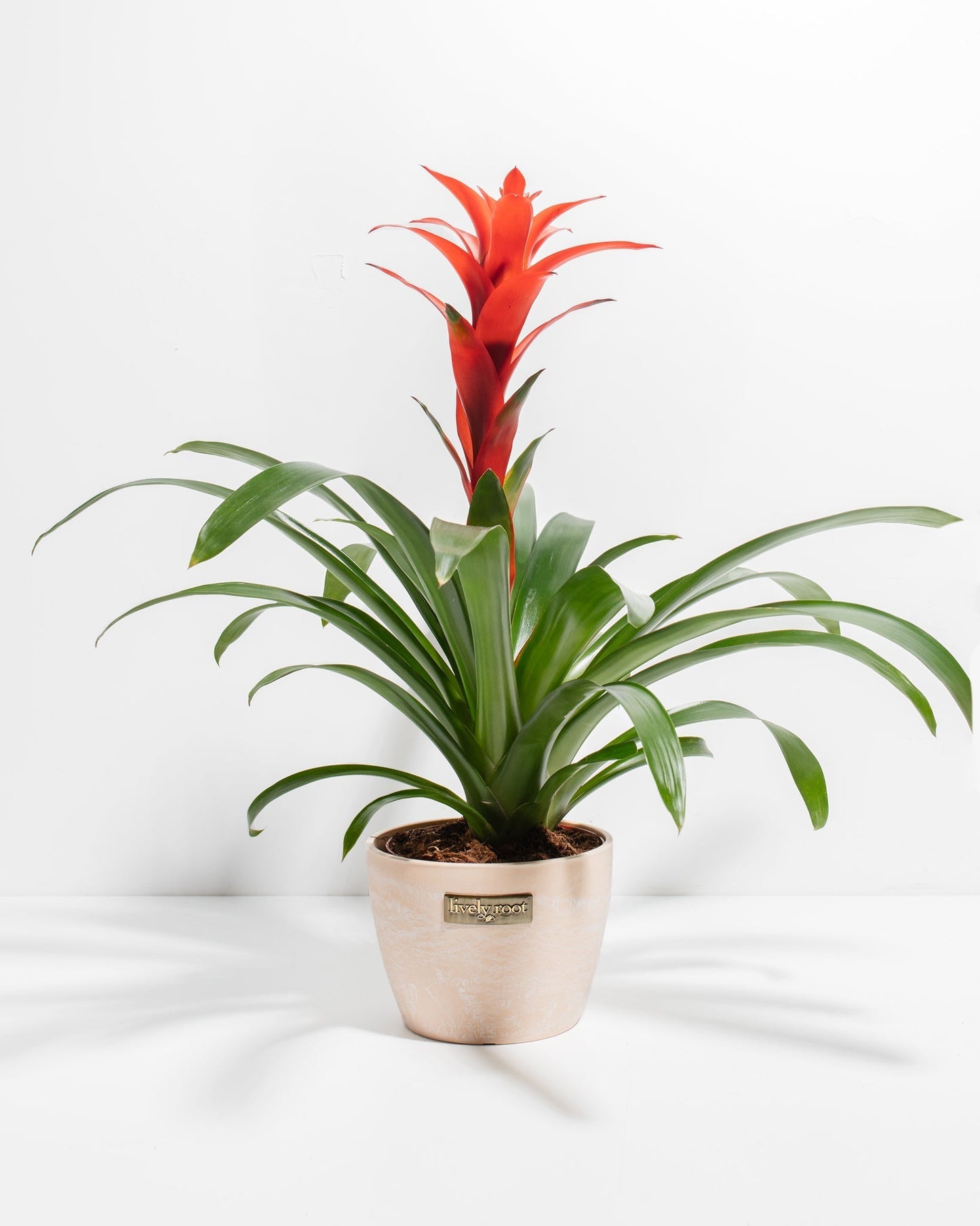 Lively Root - Bromeliad Guzmania