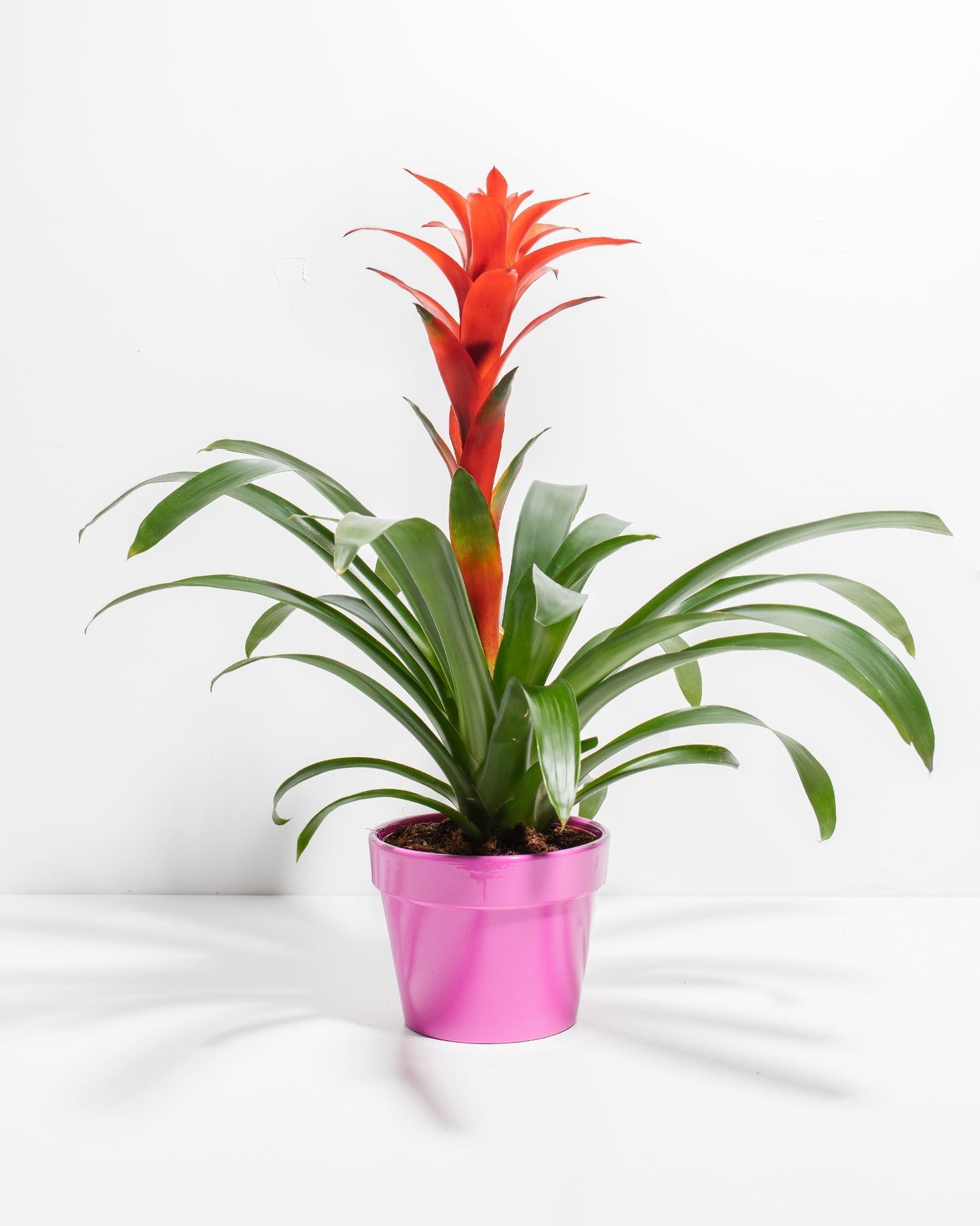 Lively Root - Bromeliad Guzmania