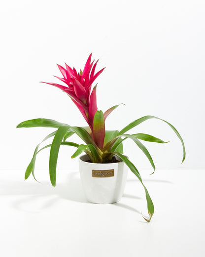 Lively Root - Bromeliad Guzmania