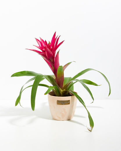 Lively Root - Bromeliad Guzmania