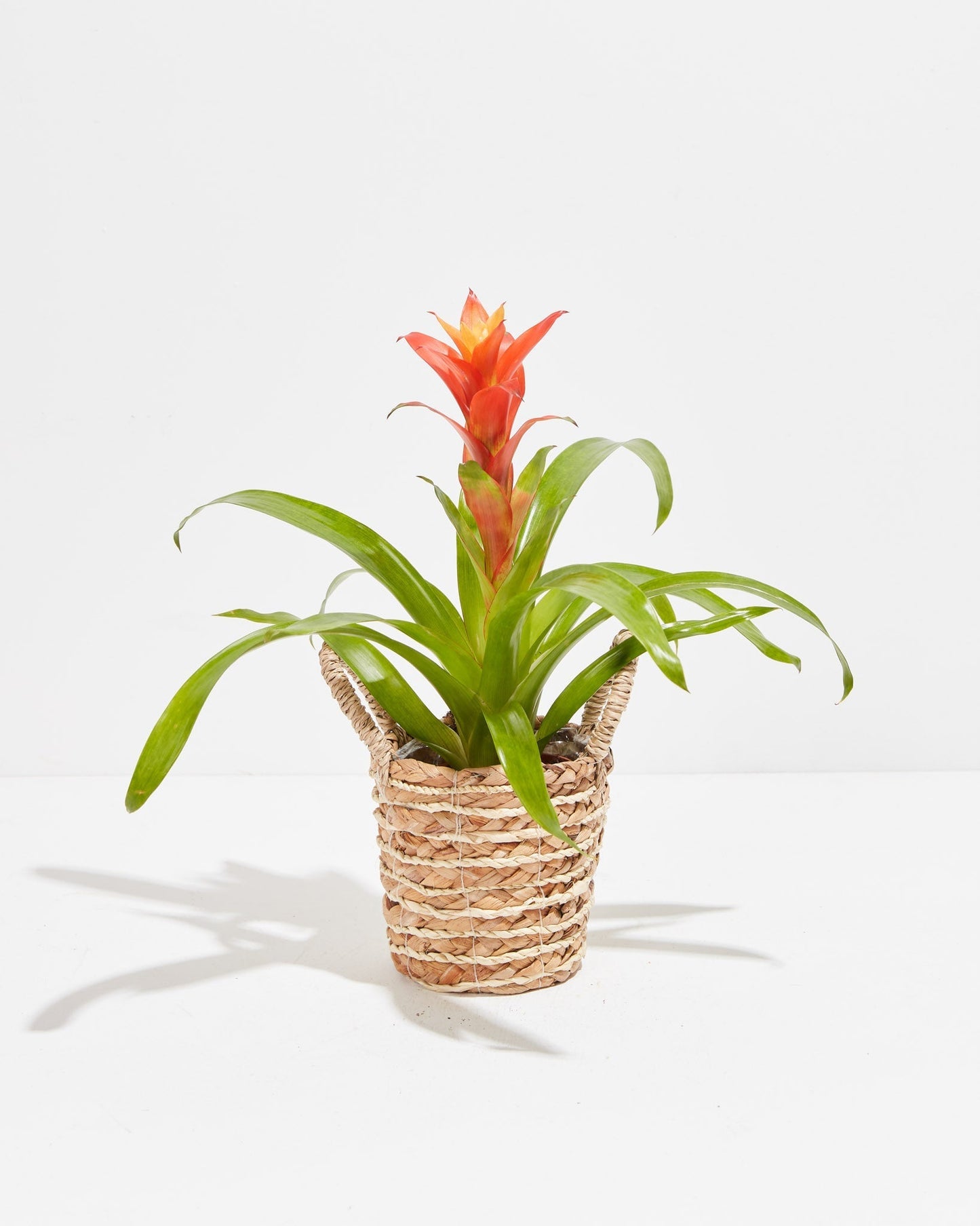 Lively Root - Bromeliad Guzmania