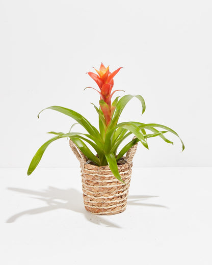 Lively Root - Bromeliad Guzmania