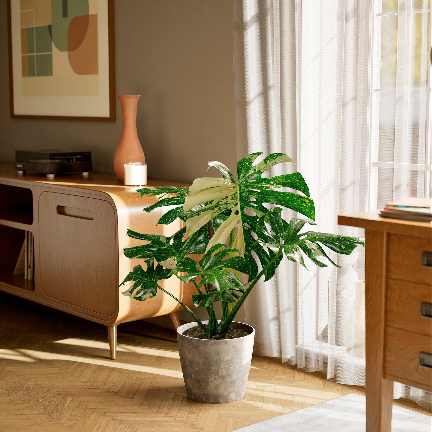 Lively Root - Monstera Thai Constellation