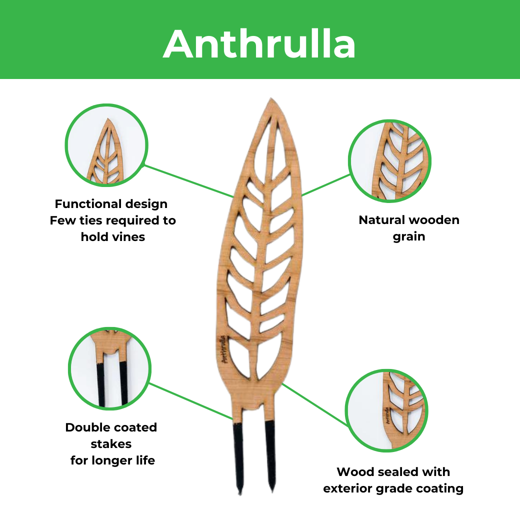 Wholesale Partner: Treleaf - Anthrulla - Plant trellis inspired by the Queen Anthurium