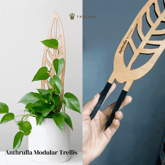 Wholesale Partner: Treleaf - Anthrulla - Plant trellis inspired by the Queen Anthurium