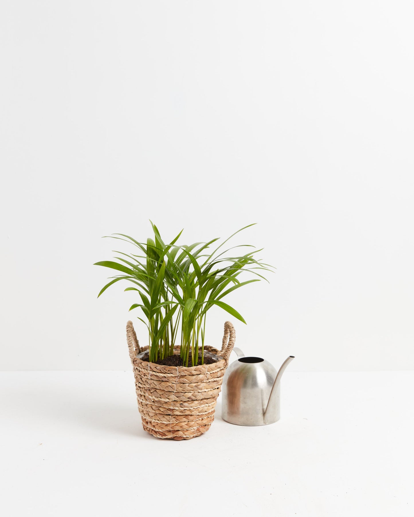 Lively Root - Areca Palm Indoor Tree