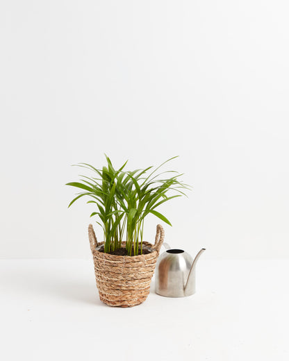 Lively Root - Areca Palm Indoor Tree