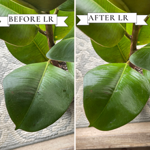 Load image into Gallery viewer, Wholesale Partner - Urban Gardener - Leaf Radiance - Cleaner, Conditioner, Shine
