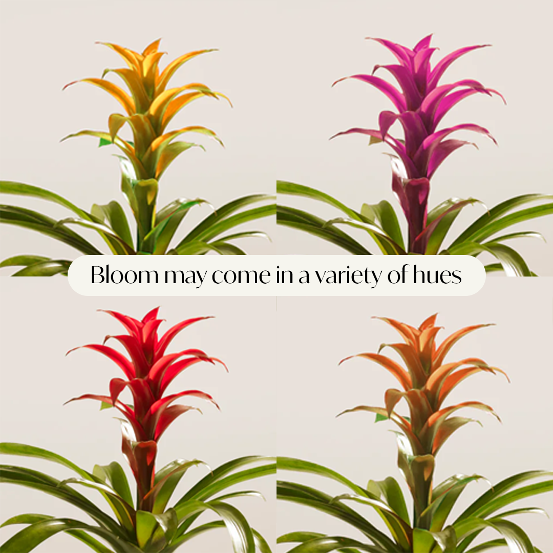 Lively Root - Bromeliad Guzmania