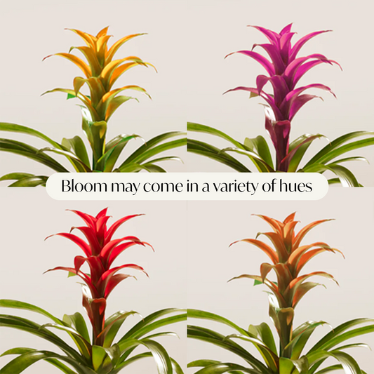 Lively Root - Bromeliad Guzmania