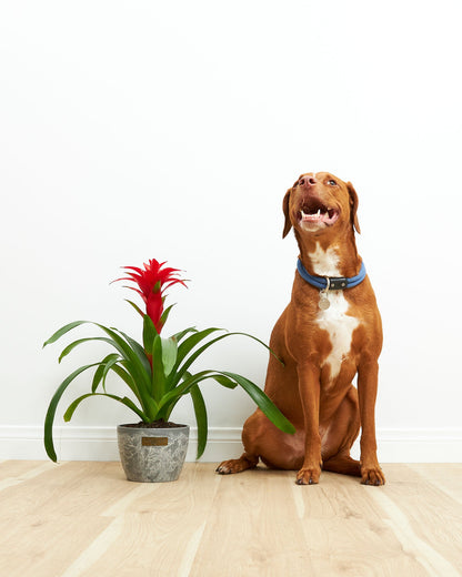 Lively Root - Bromeliad Guzmania