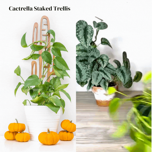 Wholesale Partner: Treleaf - Cactrella - Plant trellis inspired by the Barrel Cactus