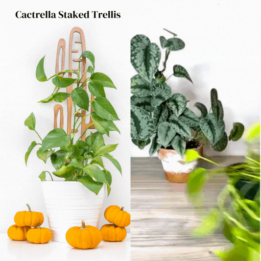 Wholesale Partner: Treleaf - Cactrella - Plant trellis inspired by the Barrel Cactus