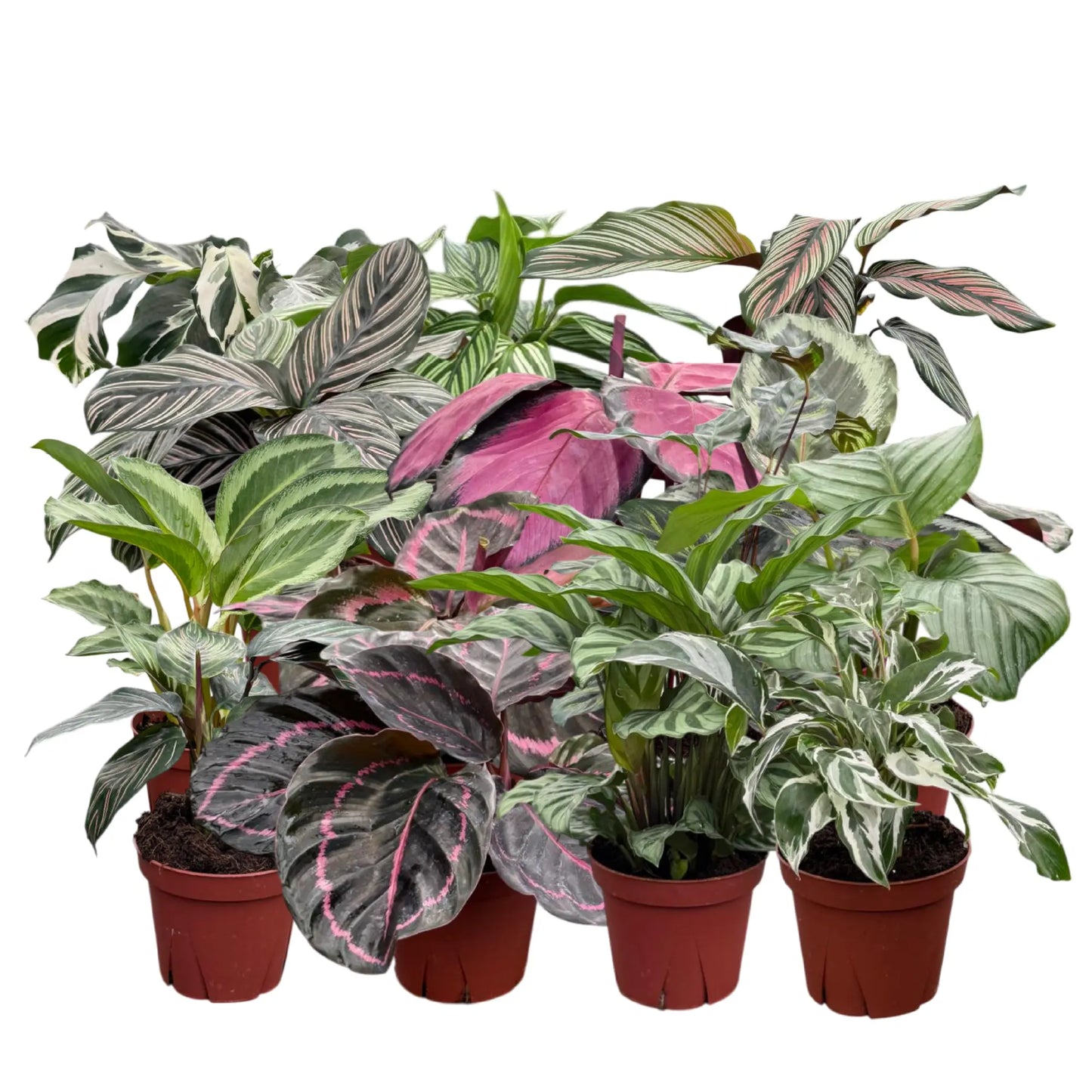 Coolective Plants - Calathea Assorted Collection 4 " Nursery Pot (Grower's Choice)