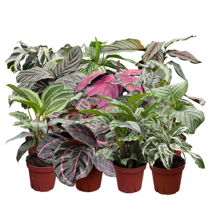 Coolective Plants - Calathea Assorted Collection 4 " Nursery Pot (Grower's Choice)