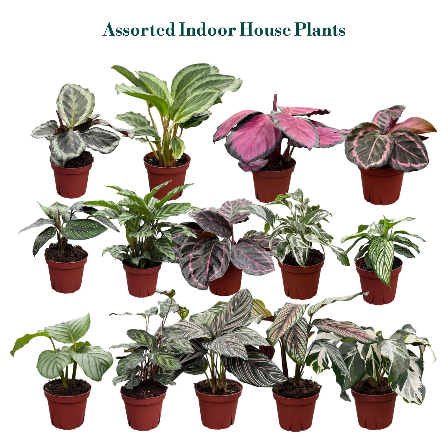 Coolective Plants - Calathea Assorted Collection 4 " Nursery Pot (Grower's Choice)