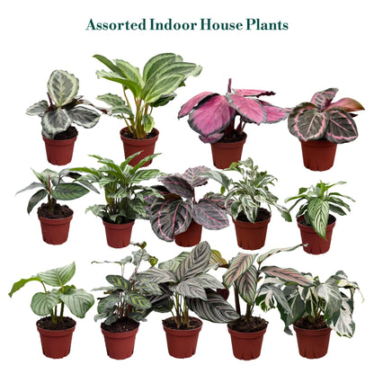 Coolective Plants - Calathea Assorted Collection 4 " Nursery Pot (Grower's Choice)
