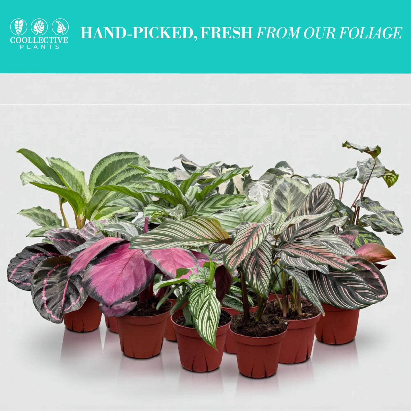 Coolective Plants - Calathea Assorted Collection 4 " Nursery Pot (Grower's Choice)