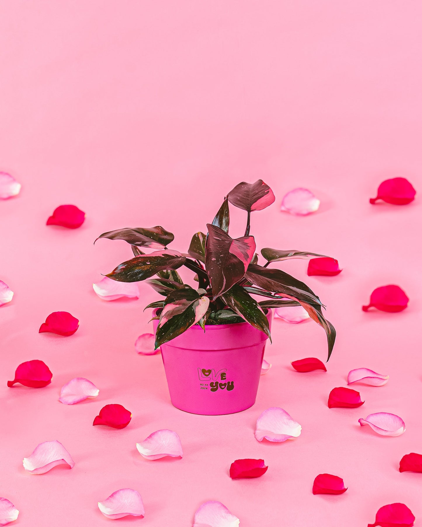 Lively Root - Philodendron Pink Princess