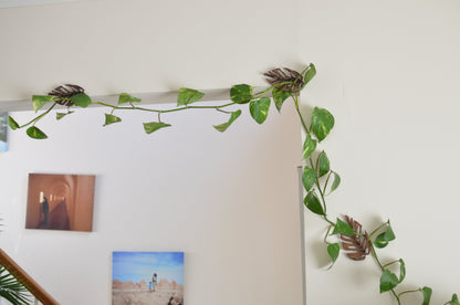 Wholesale Partner: Treleaf - Monstrella - Wall Mounted