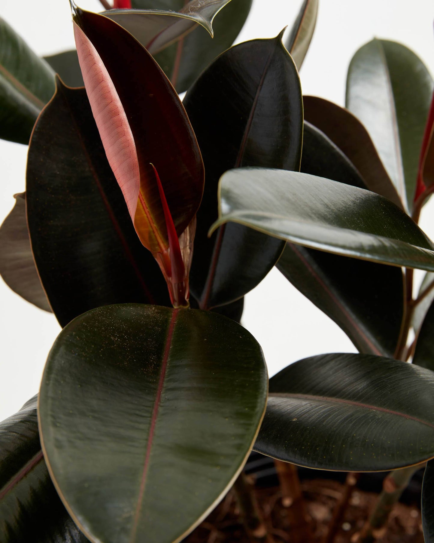 Lively Root - Ficus Elastica - Burgundy Rubber Tree