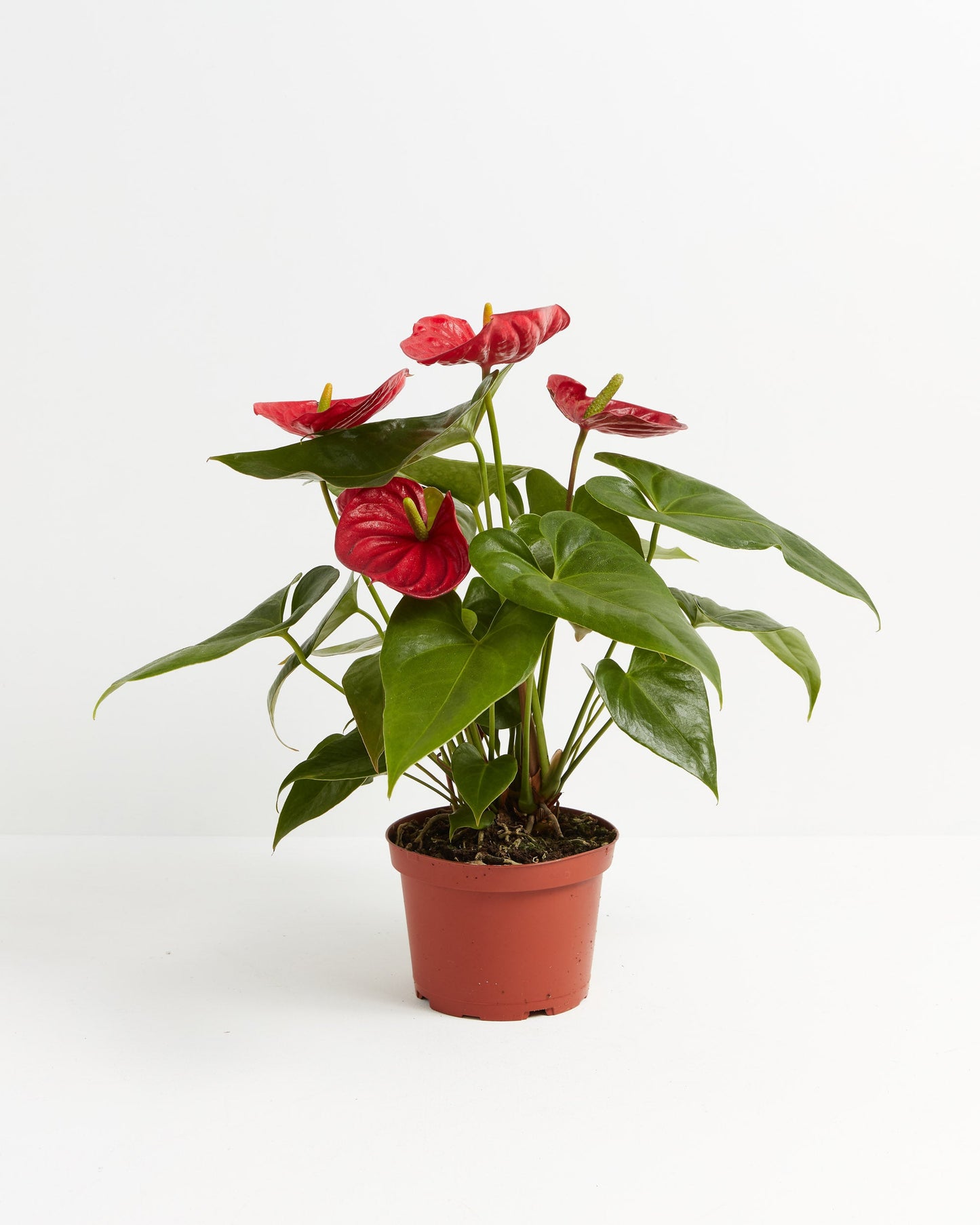 Lively Root - Anthurium Andraeanum - Flamingo Flower