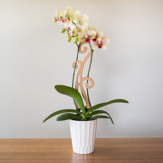 Wholesale Partner: Treleaf - Flora - Plant trellis designed for Orchids