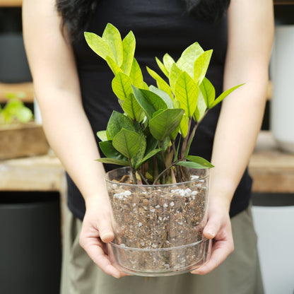 Houseplant Chunky Mix
