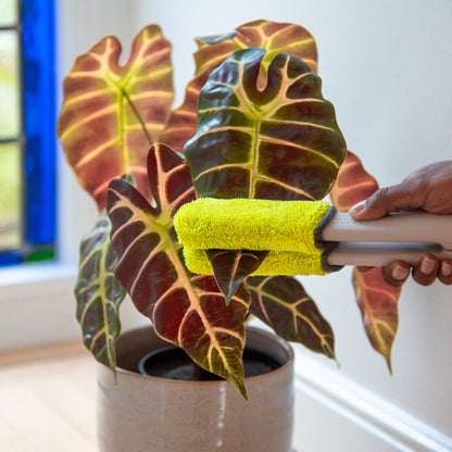 Wholesale Partner: Goha - Leaf Sweep™ Starter Kit