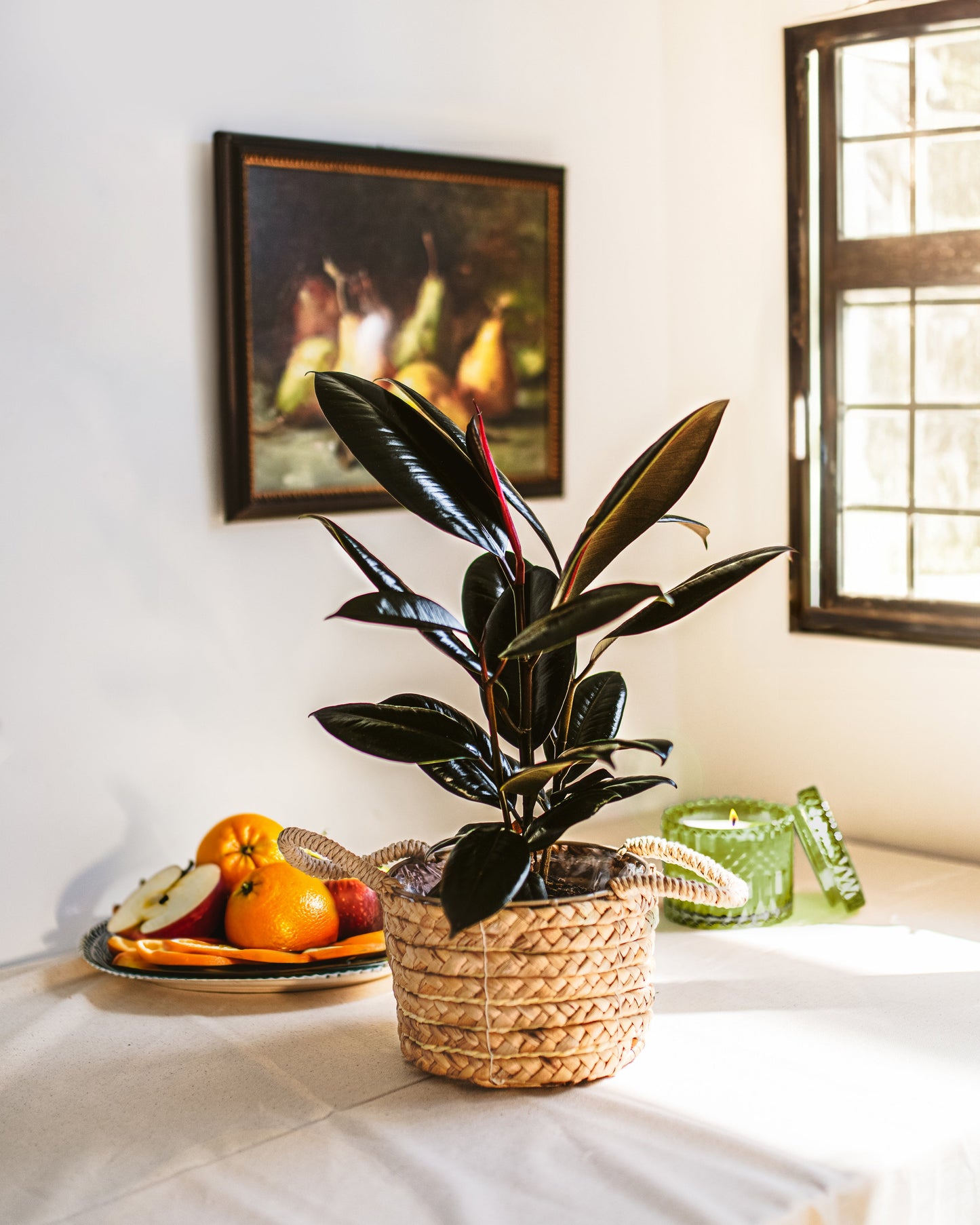 Lively Root - Ficus Elastica - Burgundy Rubber Tree