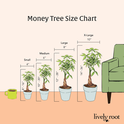 Lively Root - Money Tree Plant