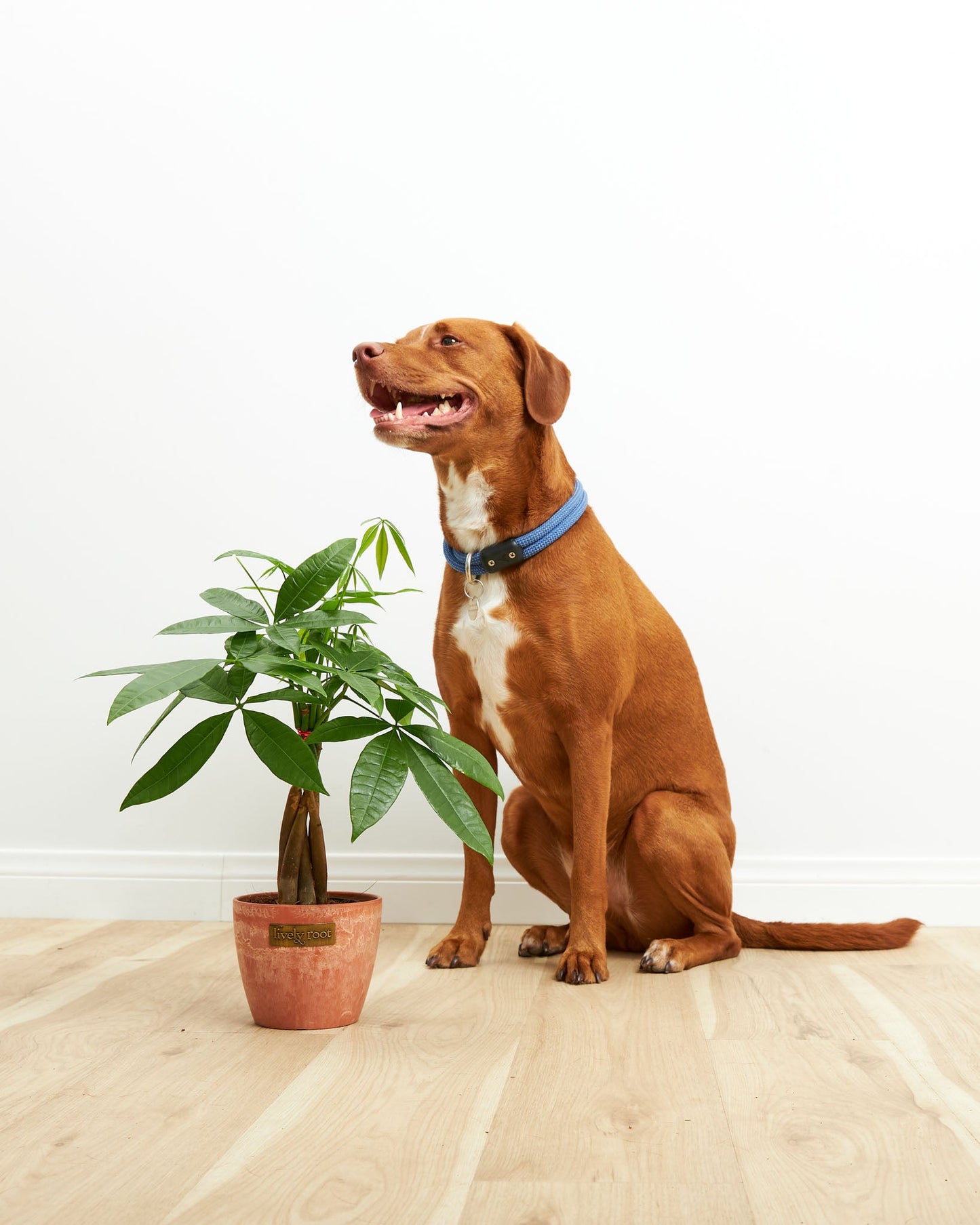 Lively Root - Money Tree Plant