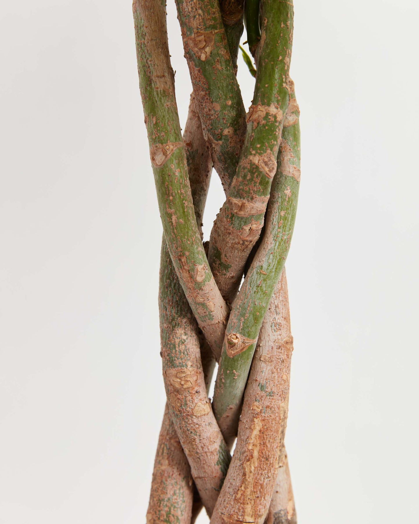 Lively Root - Money Tree Plant
