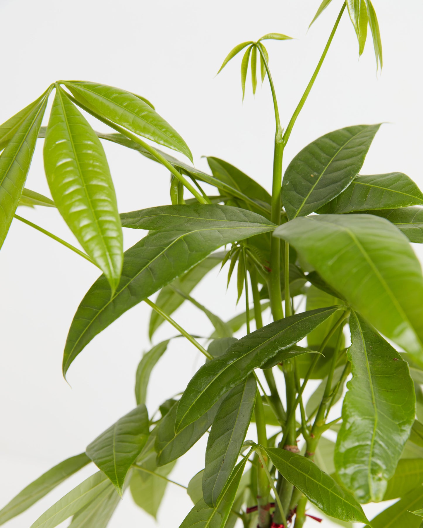 Lively Root - Money Tree Plant